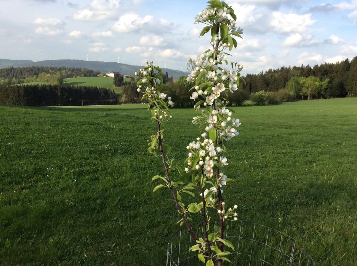 HelfenbergFerienbauernhof Koller别墅 外观 照片